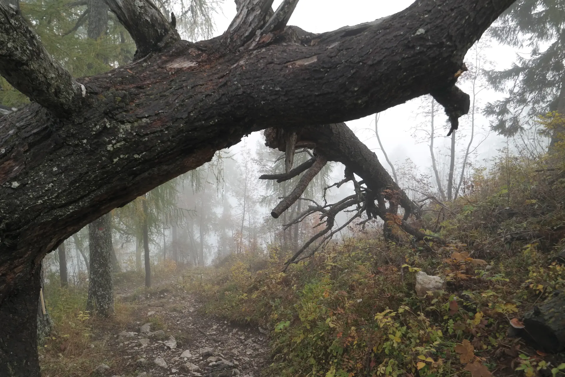 Emergency Tree Surgeons Alton, Hindhead, Farnham, Hampshire