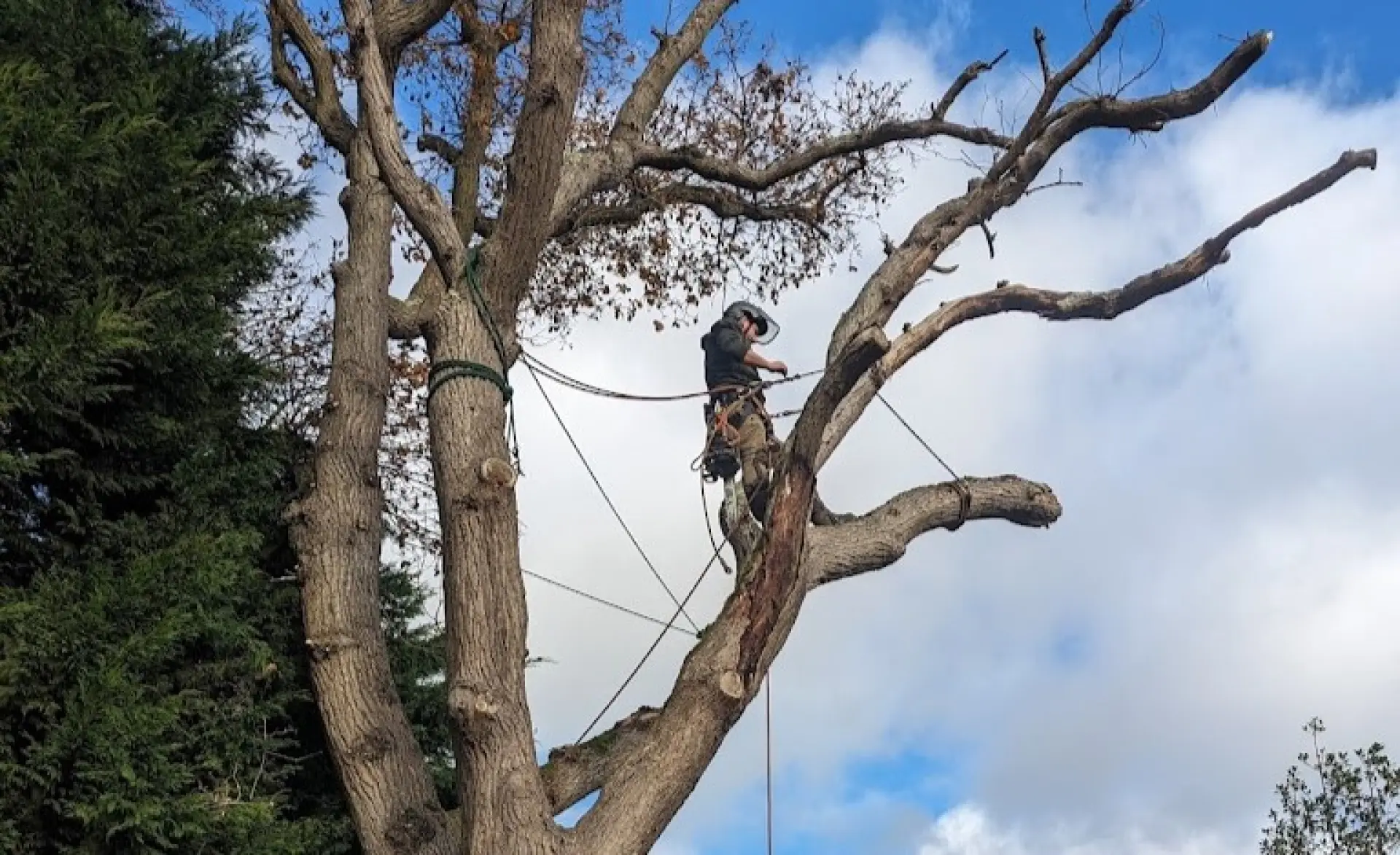 Tree Surgery in Southampton | Emergency Tree Removal in Southampton