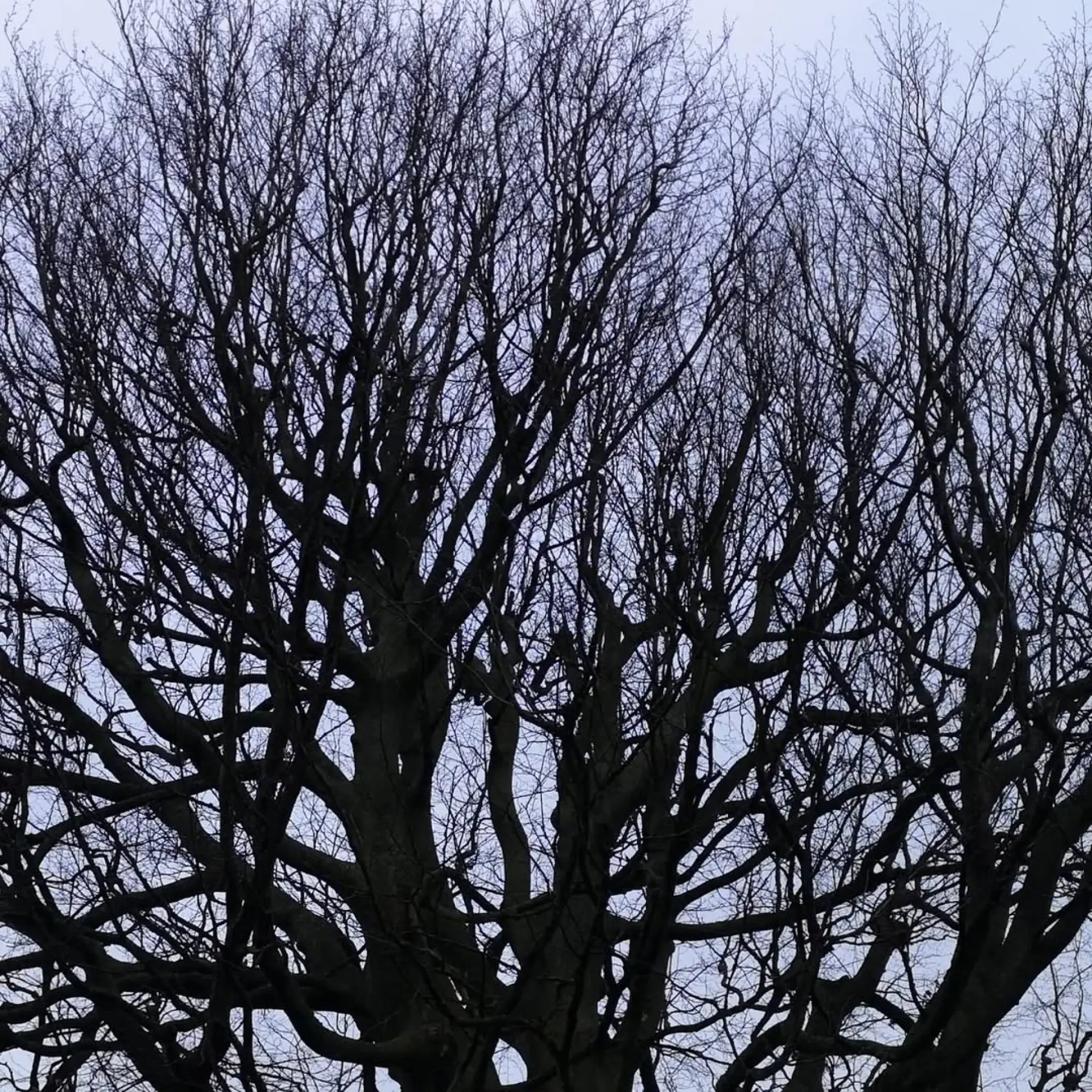 What Is Commercial Tree Surgery