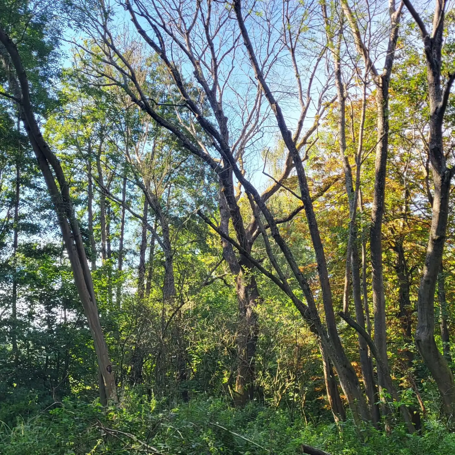 Why Regular Tree Maintenance Matters for Businesses