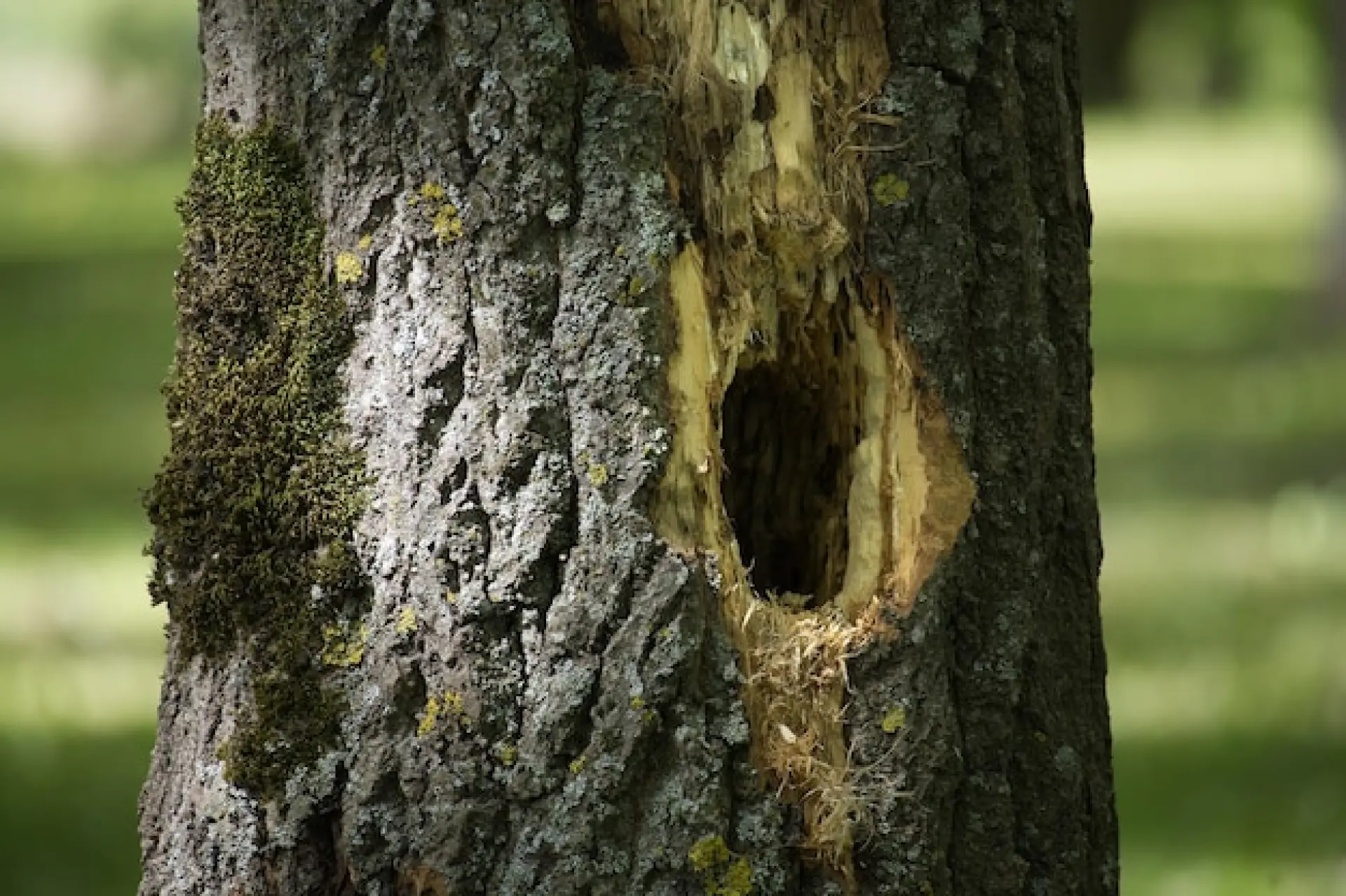 Bark Problems - Signs Your Tree May Be Dangerous