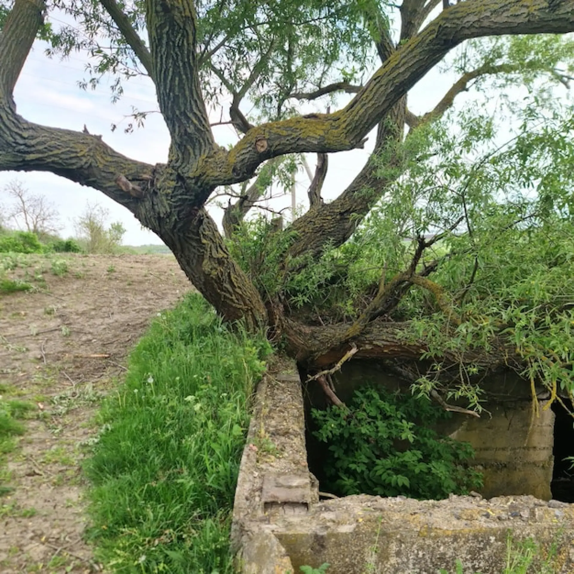 A Tree That Starts to Lean - Signs Your Tree May Be Dangerous