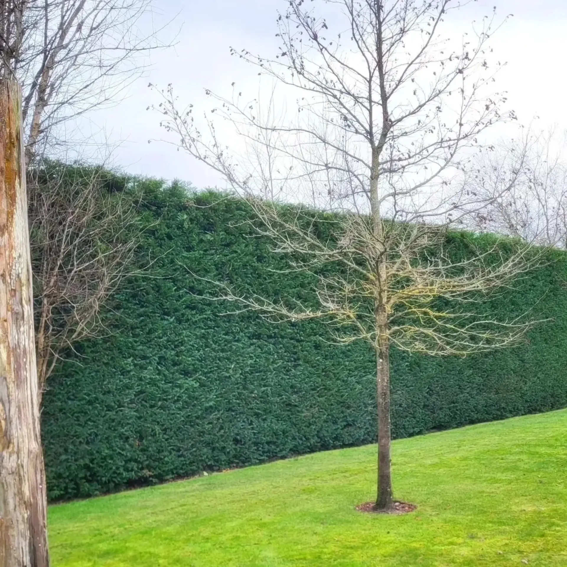 Hedge Maintenance Services Alton, Hindhead, Farnham, Hampshire