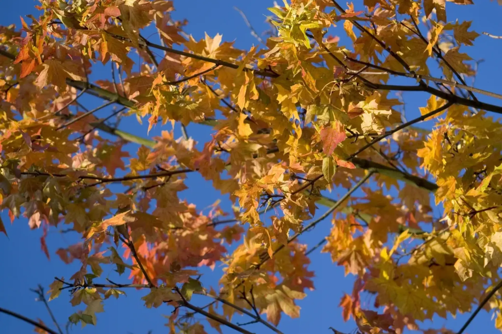 Do I Need Permission to Remove a Tree