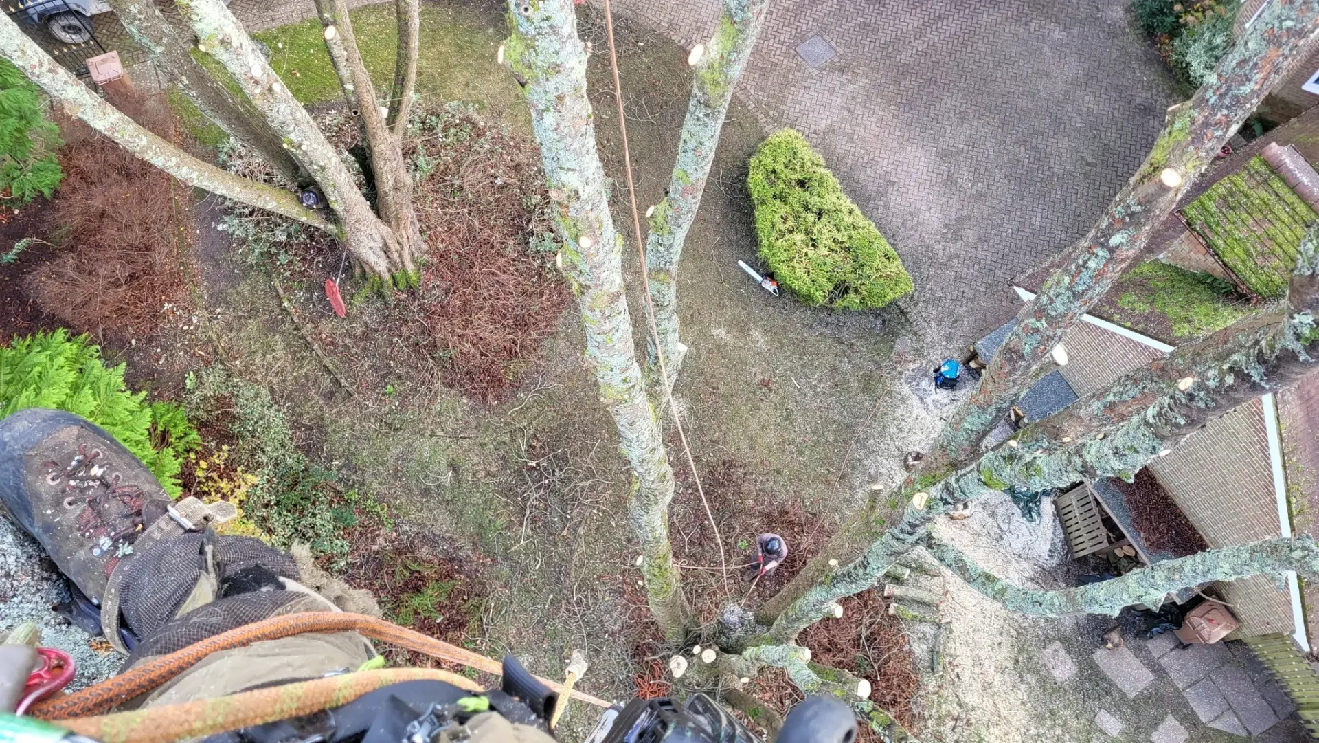 emergency tree surgeons hampshire